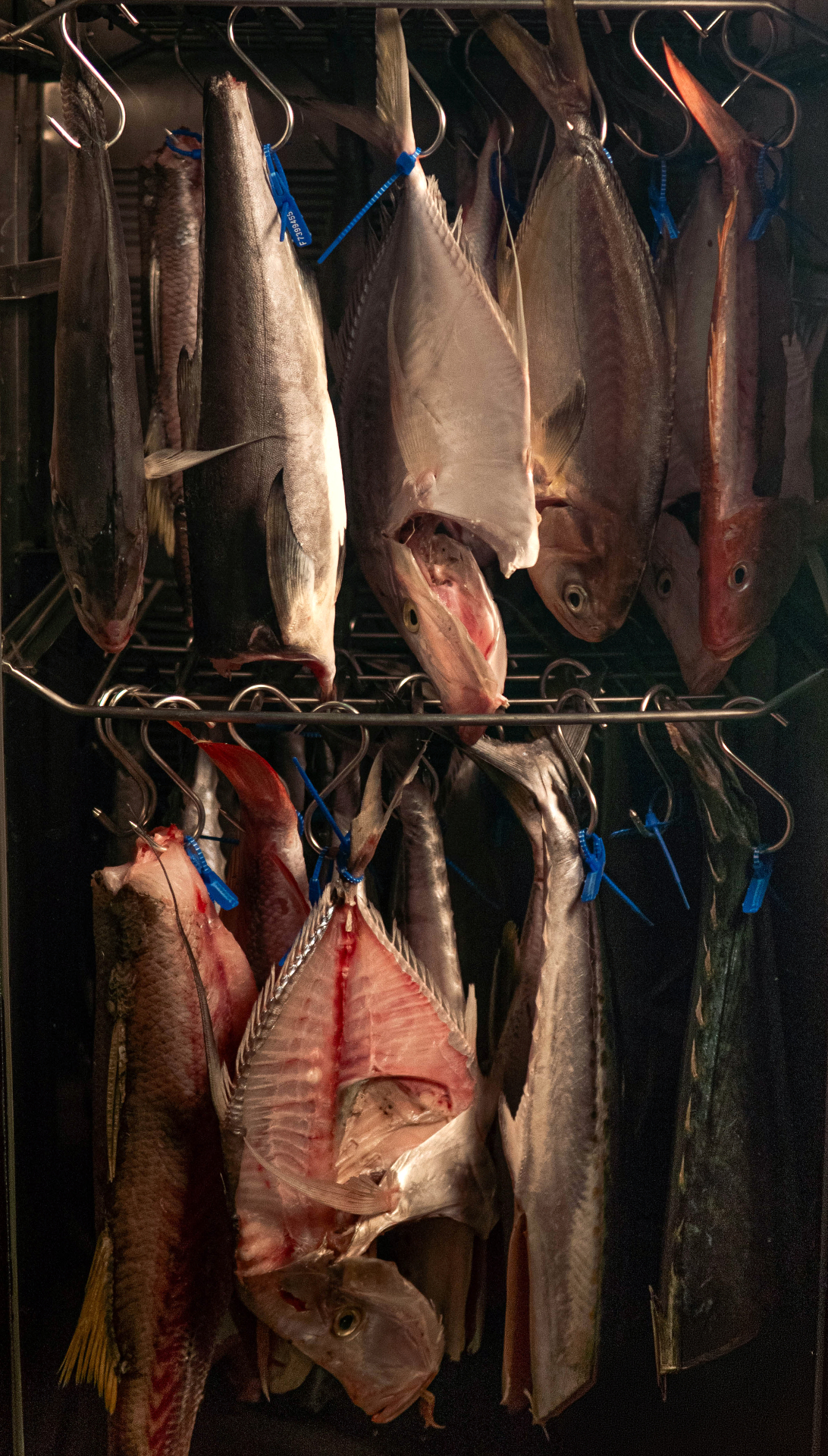 Peixes maturando em câmara de envelhecimento